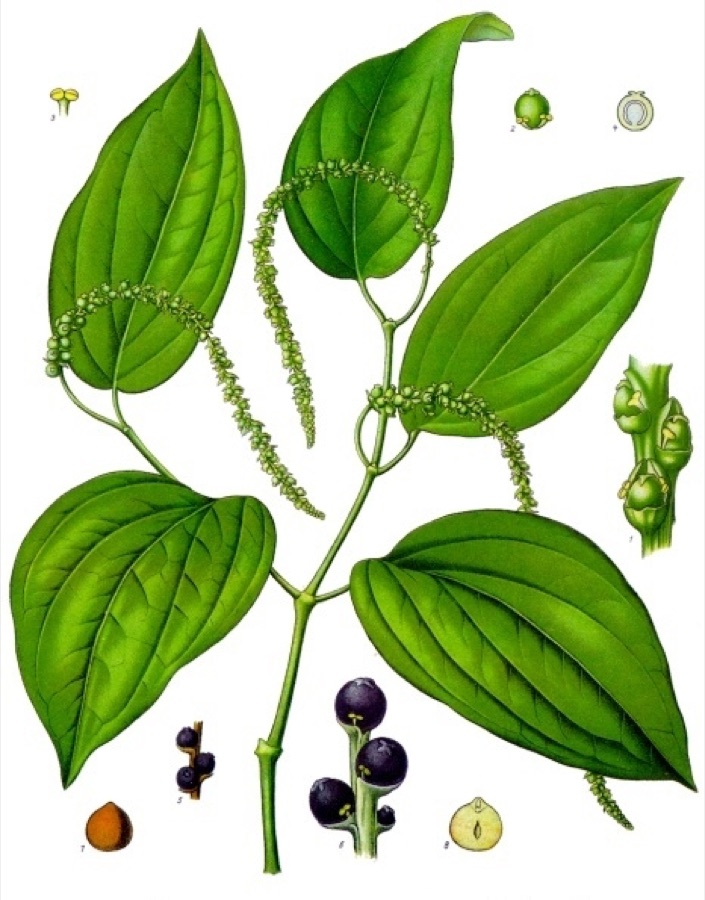 Maricha — Schwarzer Pfeffer. A blühender Zweig, nat. Grösse; 1 Theil der Blüthenähre, vergrössert (nach Bâillon aus Luerssen); 2 Fruchtknoten, mit Staubgefäss, desgl.; 3 Staubgefäss, desgl.; 4 junge, noch grüne Frucht im Längsschn