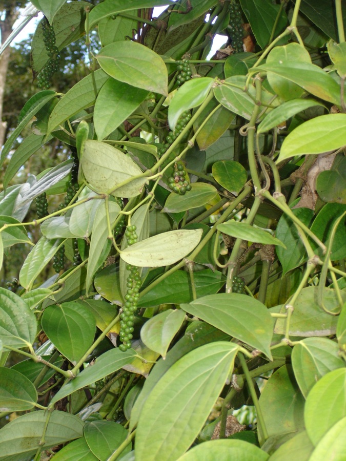Maricha — Photograph taken at the Jardin des parfums et des épices, Saint-Philippe, Réunion Island.