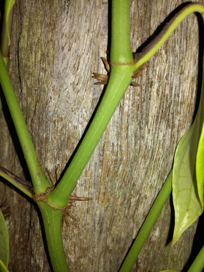 Maricha — The pepper plant is vine that climbing with its modified roots.