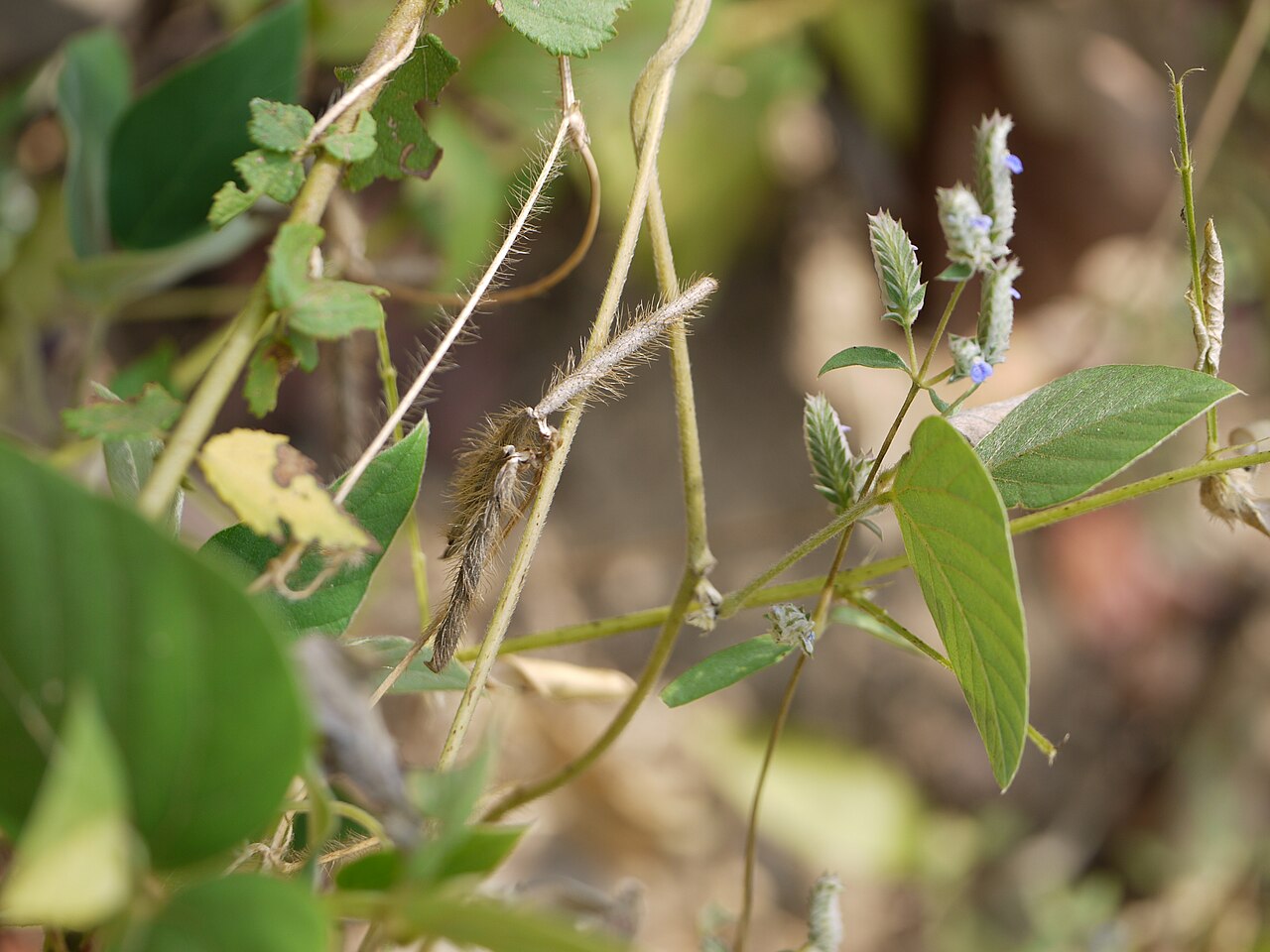 Mashaparni — Teramnus labialis