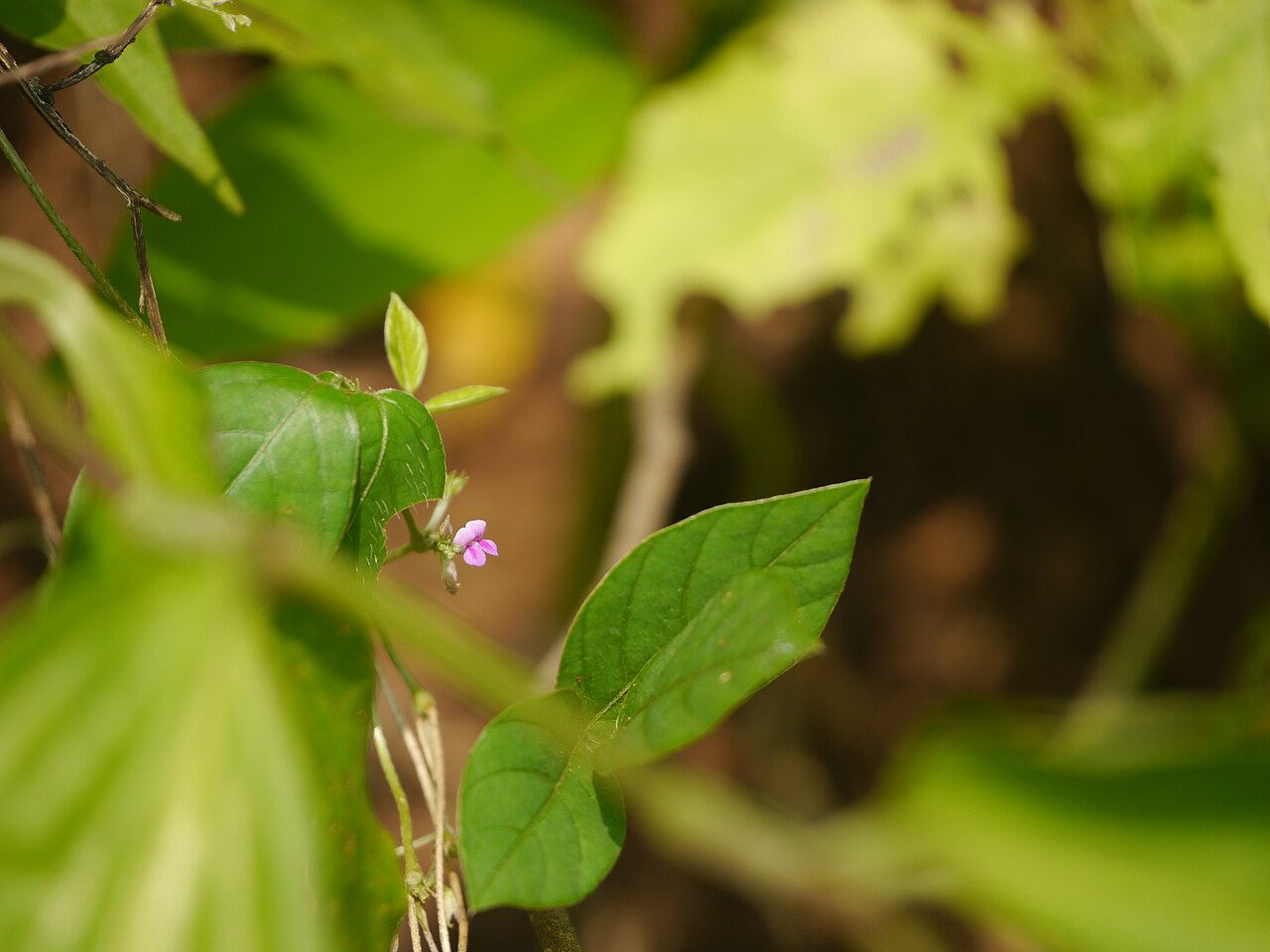 Mashaparni — Teramnus labialis (L.f.) Spreng.