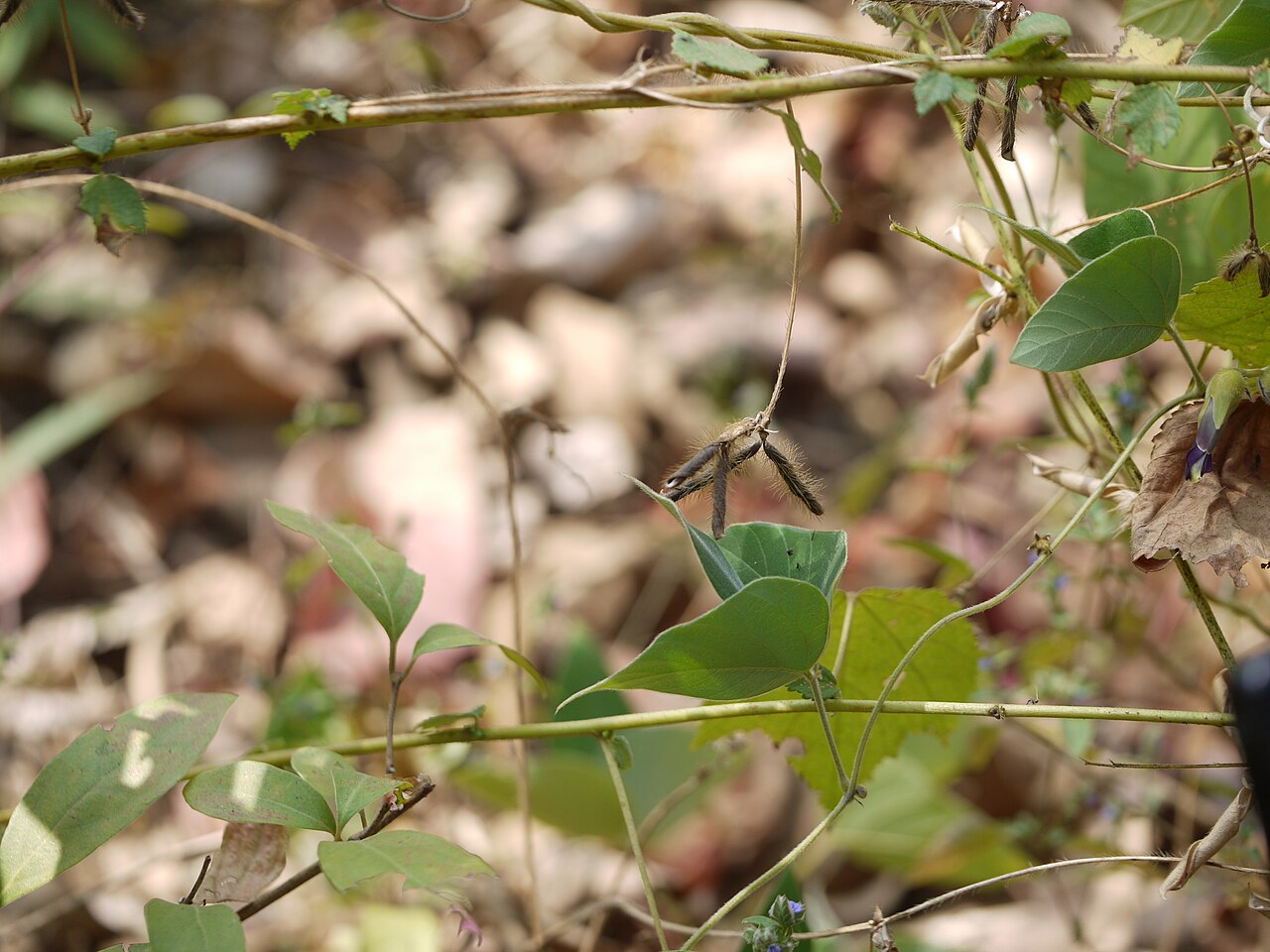 Mashaparni — Teramnus labialis