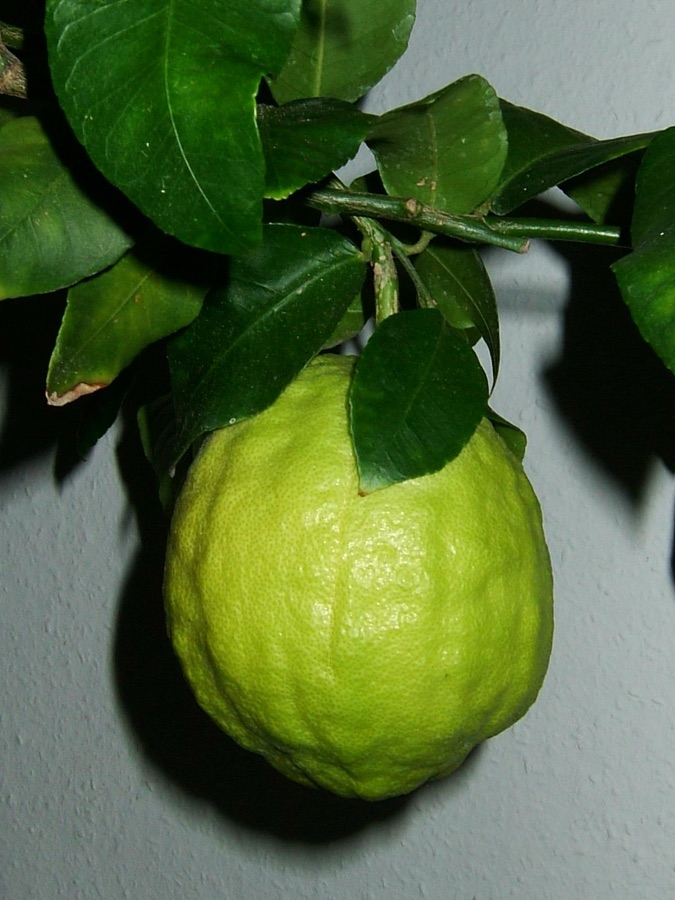 Matulunga — Fruit of the Citron (Citrus medicus). Originally uploaded to German wikipedia by de:Benutzer:K reger