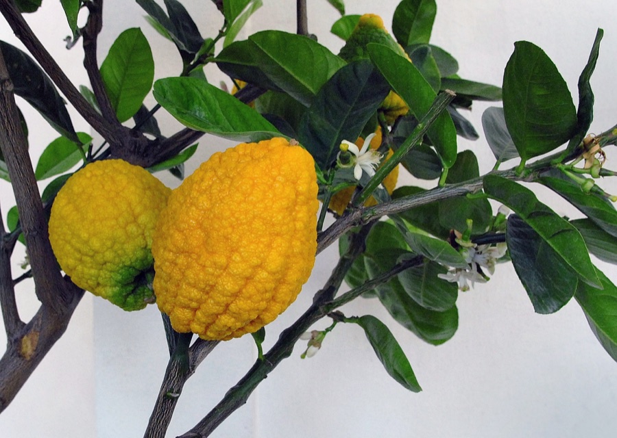 Matulunga — Chinesische Zedrat-Zitrone (Citrus medica 'Aurantiata') in der Ausstellung der 12. Wiener Zitrustage in der Orangerie Schönbrunn, 2012. Gleichzeitiger Frucht- und Blütenstand.
