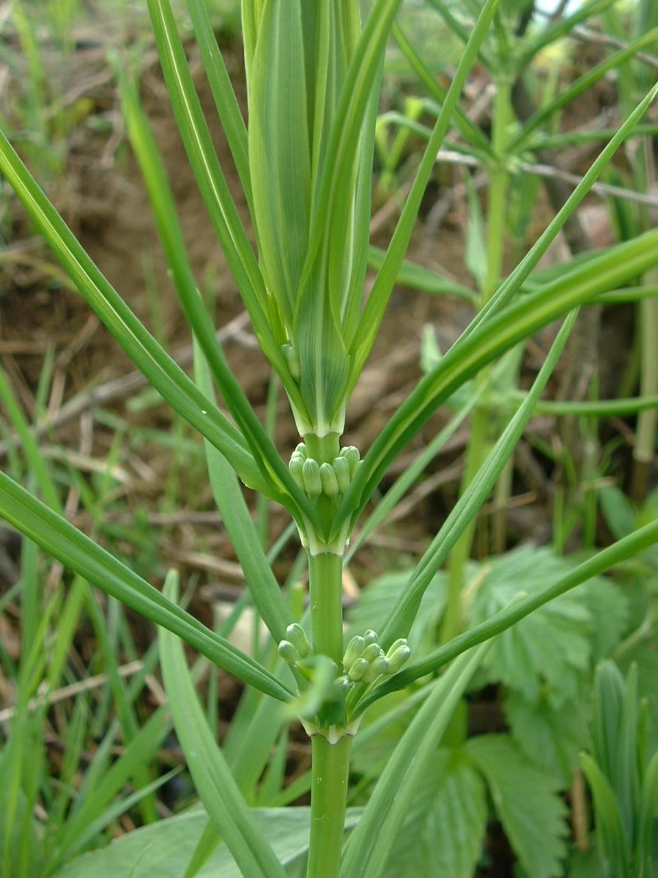 Meda — Polygonatum verticillatum, La Cluse et Mijoux
