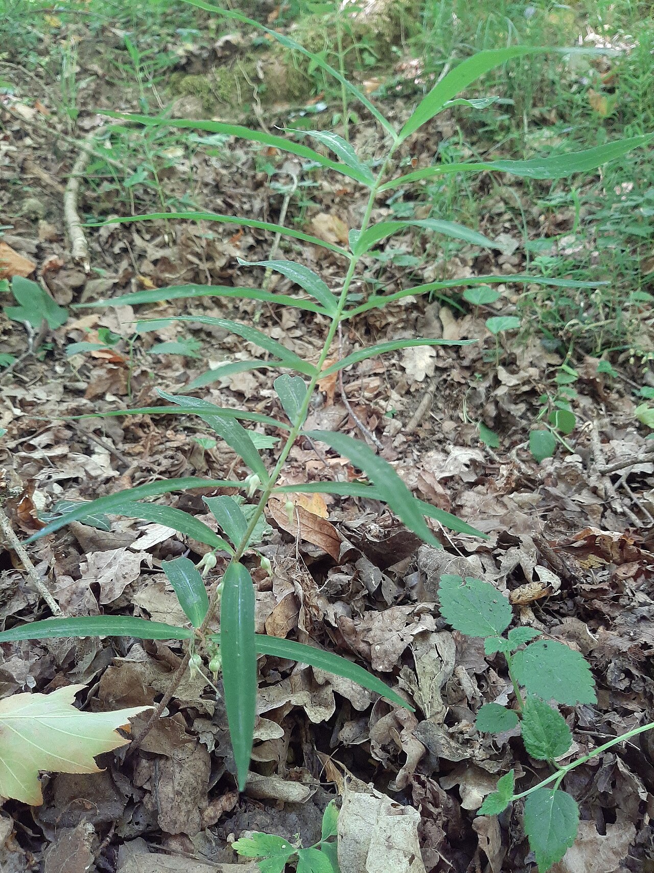 Meda — Polygonatum verticillatum, Oberrimbacher Erdfälle 202006