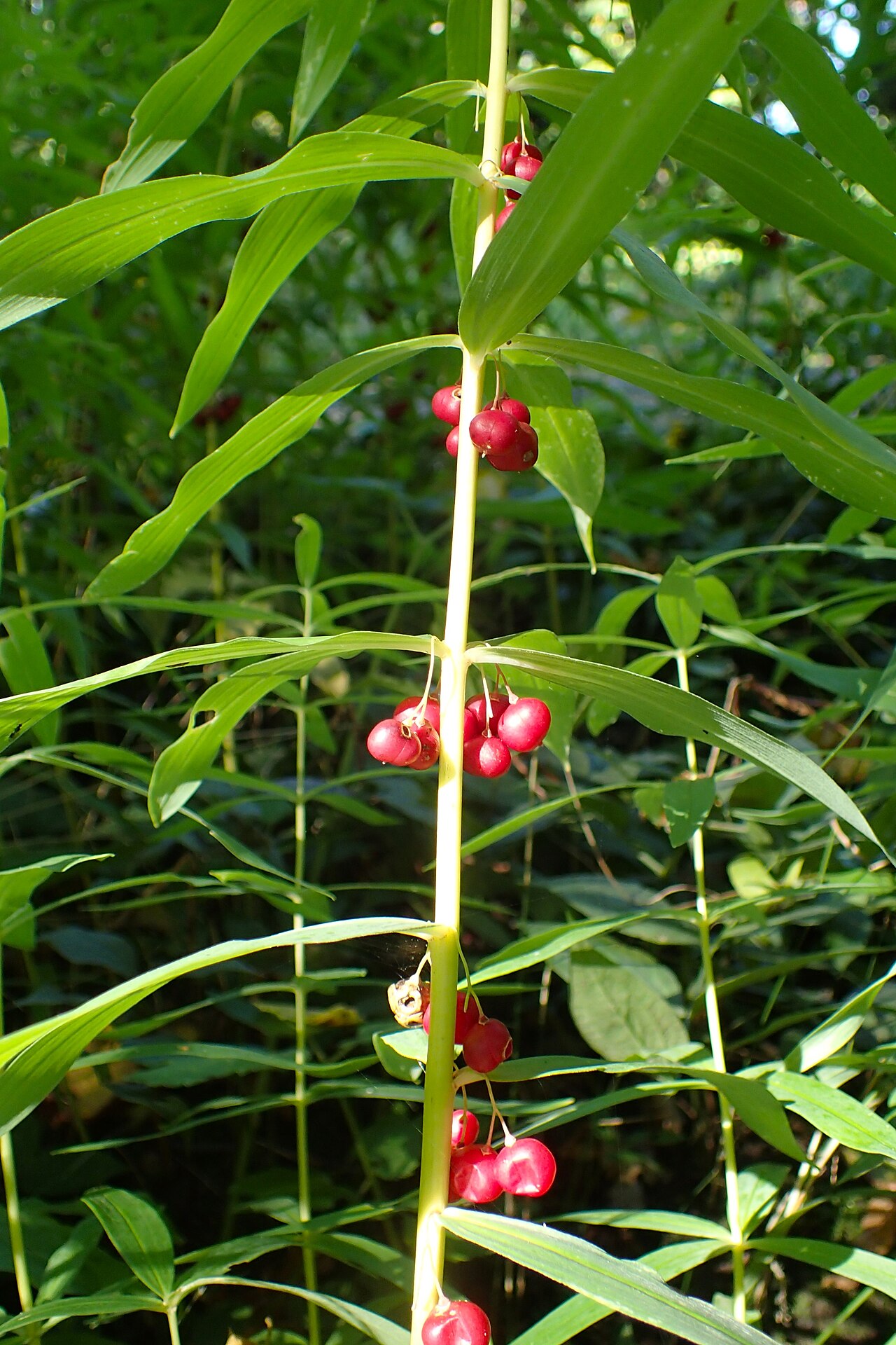 Meda — Polygonatum verticillatum in PAN Botanical Garden in Warsaw
