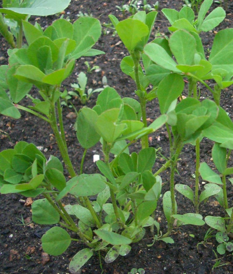 Methi — Junge Pflanzen des Bockshornklees