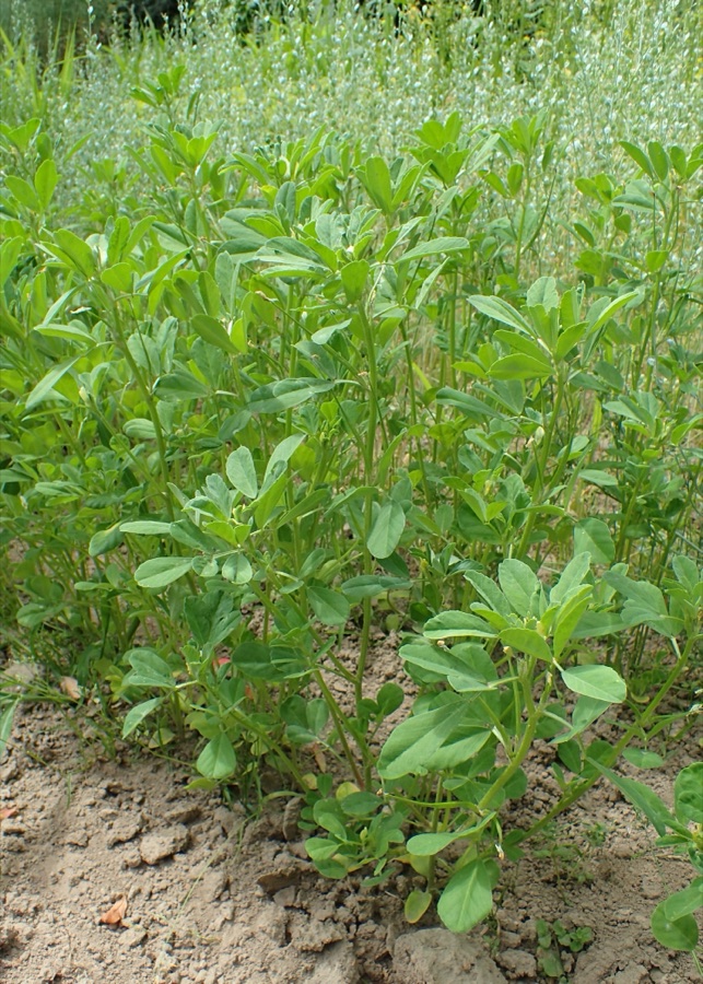 Methi — Trigonella foenum-graecum