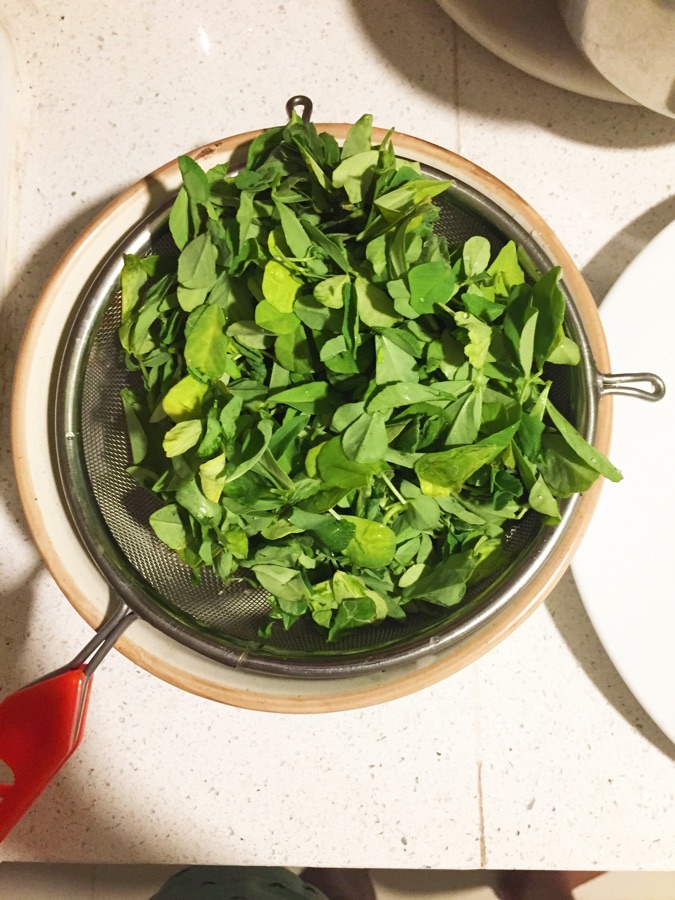 Methi — Washed fenugreek (Trigonella foenum-graecum) leaves for cooking methi-chadachadi, a cooked dish from Odisha, India