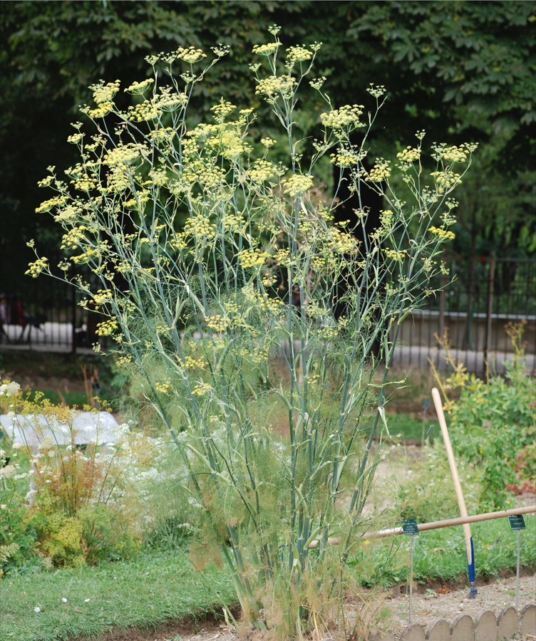 Mishreya — Fennel (Foeniculum vulgare). Botanic school of Jardin des Plantes‎, Paris.