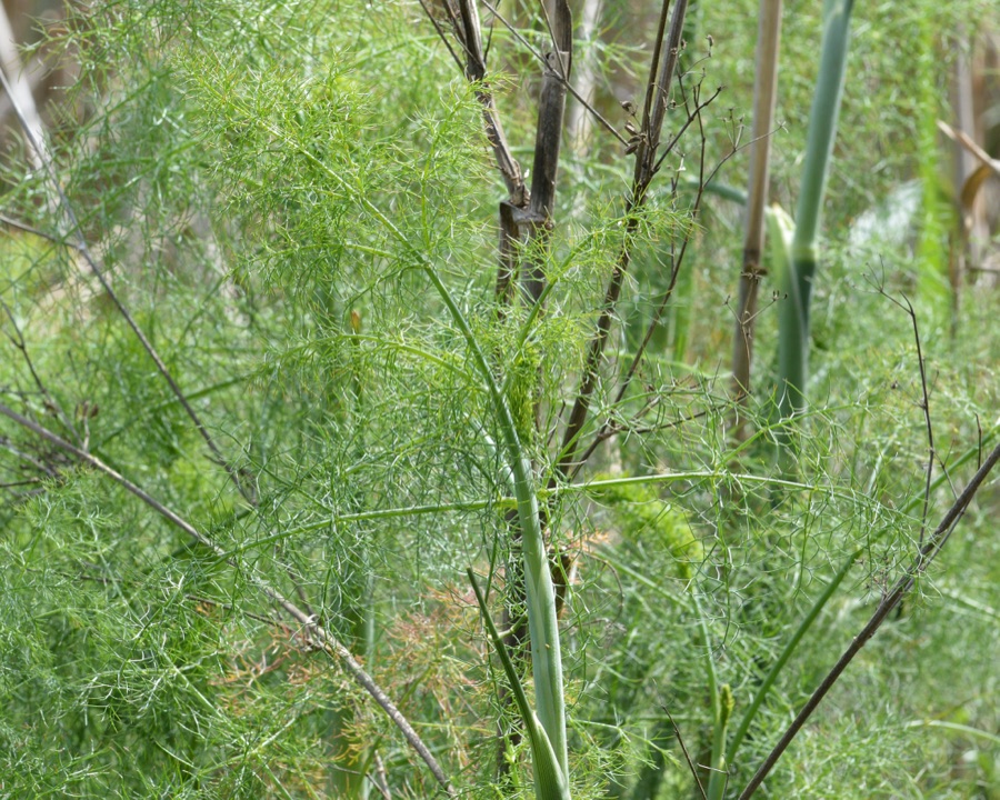 Mishreya — Fennel (Foeniculum vulgare) in Parc Natural de s'Albufera, Spain.
