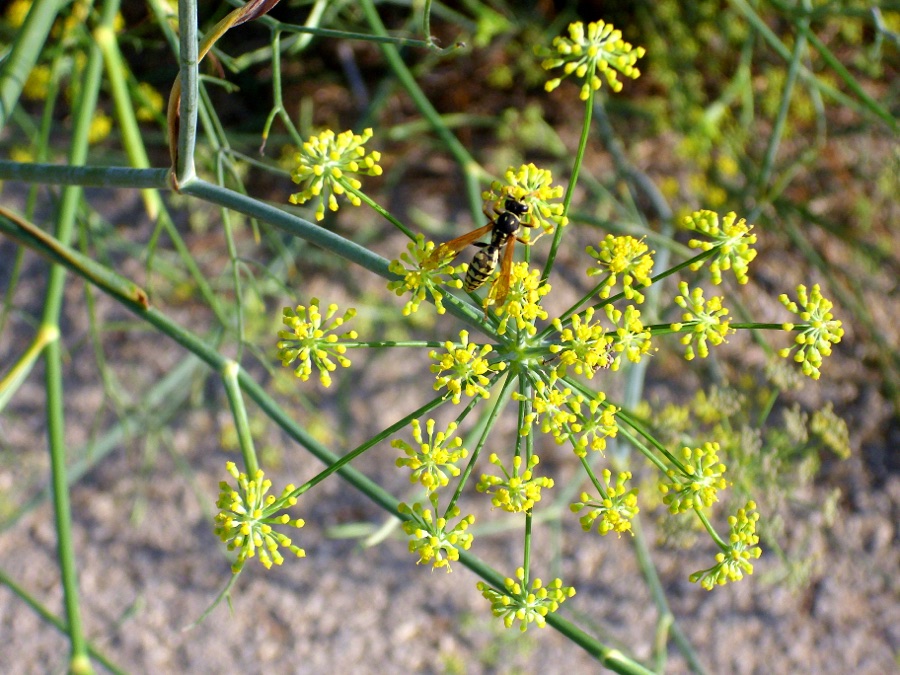 Mishreya — Foeniculum vulgare inflorescence close up, La Mata, Torrevieja, Alicante, Spain