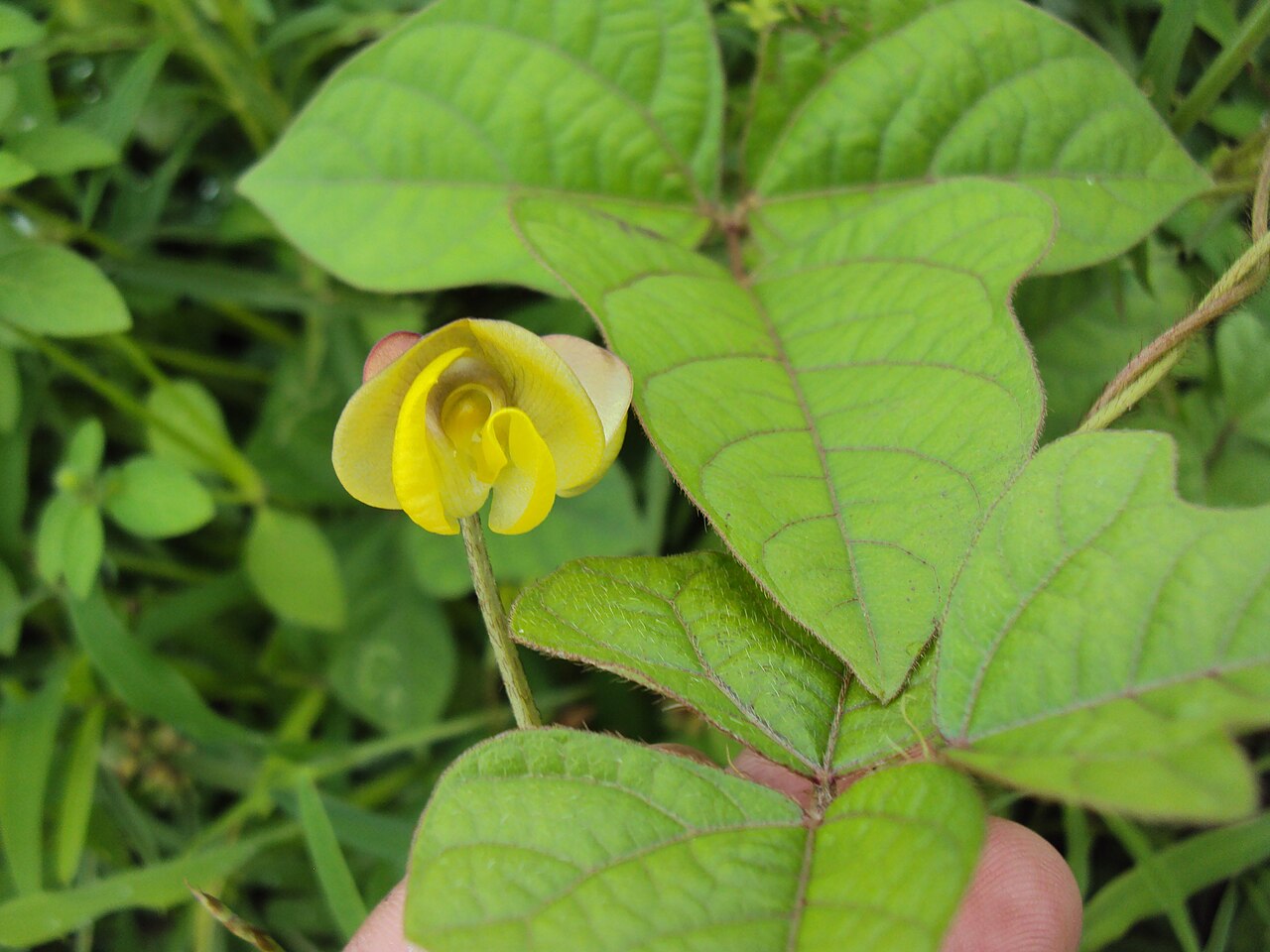 Mudgaparni — Vigna trilobata
