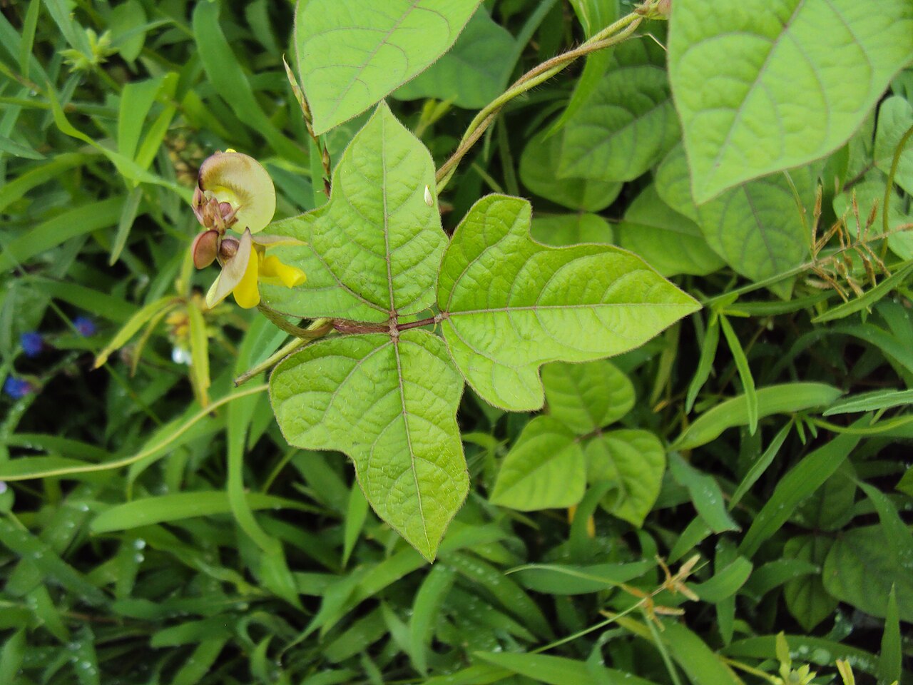 Mudgaparni — Vigna trilobata