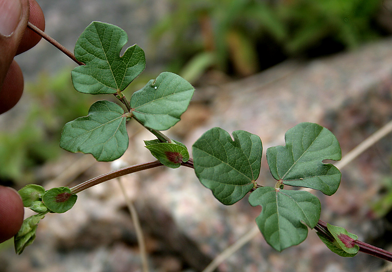 Mudgaparni — African gram or Three-lobe-leaf cowpea Vigna trilobata   in  Hyderabad , India.