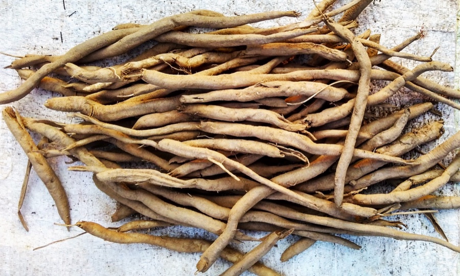 Safed Musali — Dried Safed Musli (Chlorophytum borivilianum) tubers