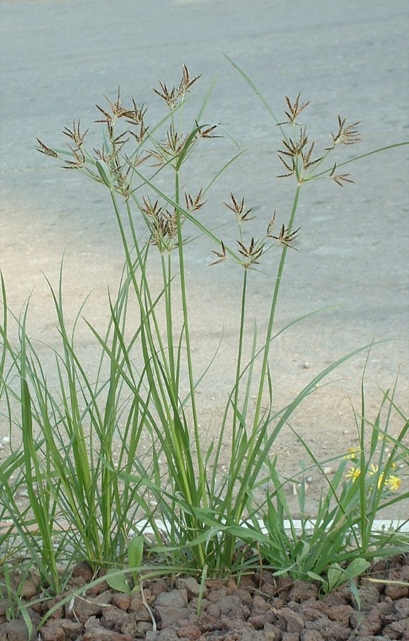 Musta — Nutgrass - Cyperus rotundus. Considered a pest plant. Photographed by myself with Fuji FinePix 2650, on Dec. 9, 2005.