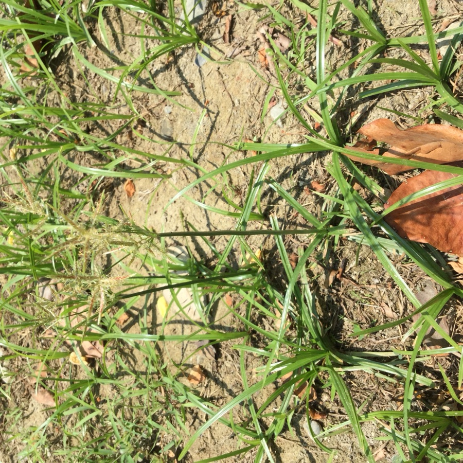 Musta — Cyperus rotundus