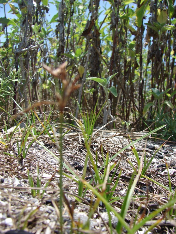 Musta — Cyperus rotundus (habit). Location: Midway Atoll, Antenna fields Sand Island