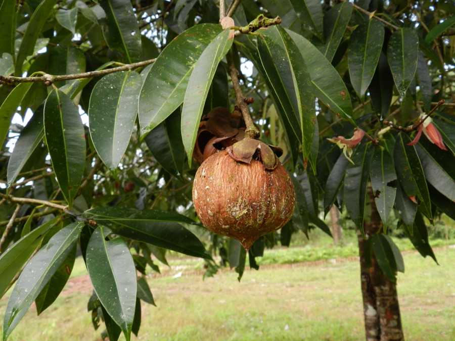 Nagakeshara — Fruiting Mesua ferrea in a forest nursery close to Agumbe, Karnataka