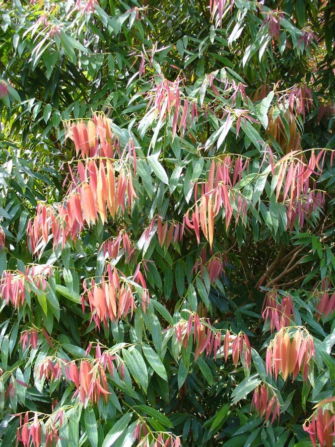 Nagakeshara — Mesua ferrea Fairchild Tropical Botanic Garden, Miami, Florida, USA