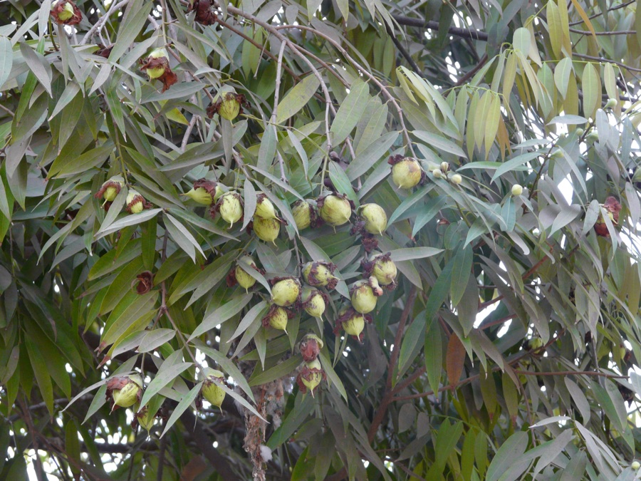 Nagakeshara — Calophyllaceae (Calophyllum family) » Mesua ferrea L. ¿ may-SEW-ah ? -- named after Mesue, father-son, Arabian physicians and botanists ... A Pocket Botanical Dictionary by Sir Joseph Paxton, John Lindley FER-ee-uh -- of
