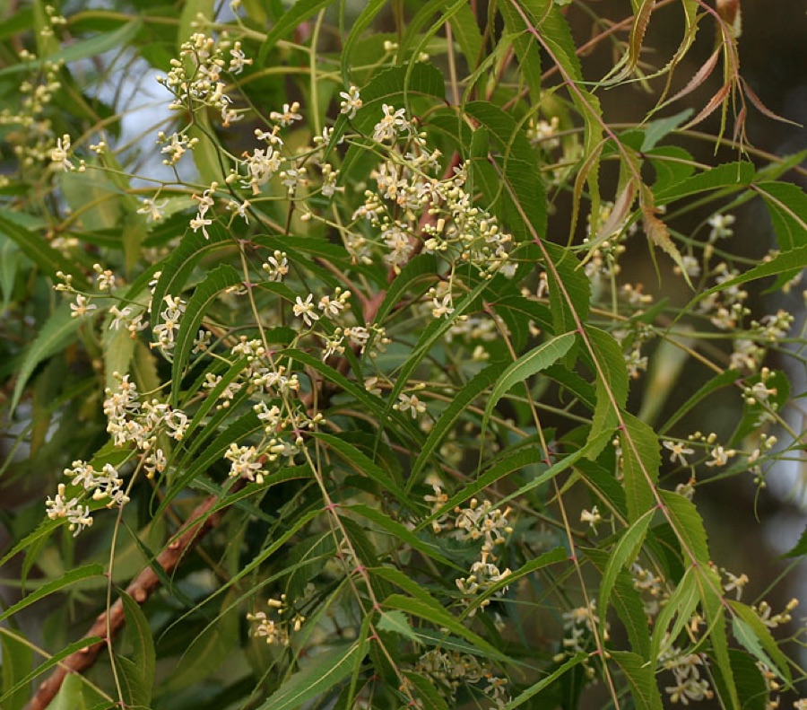 Nimba — Neem, Margosa, Neeb, Nimtree, Nimba, Vepu, Vempu, Vepa, Bevu, Veppam, Aarya Veppu or Indian-lilac Azadirachta indica in Hyderabad, India.