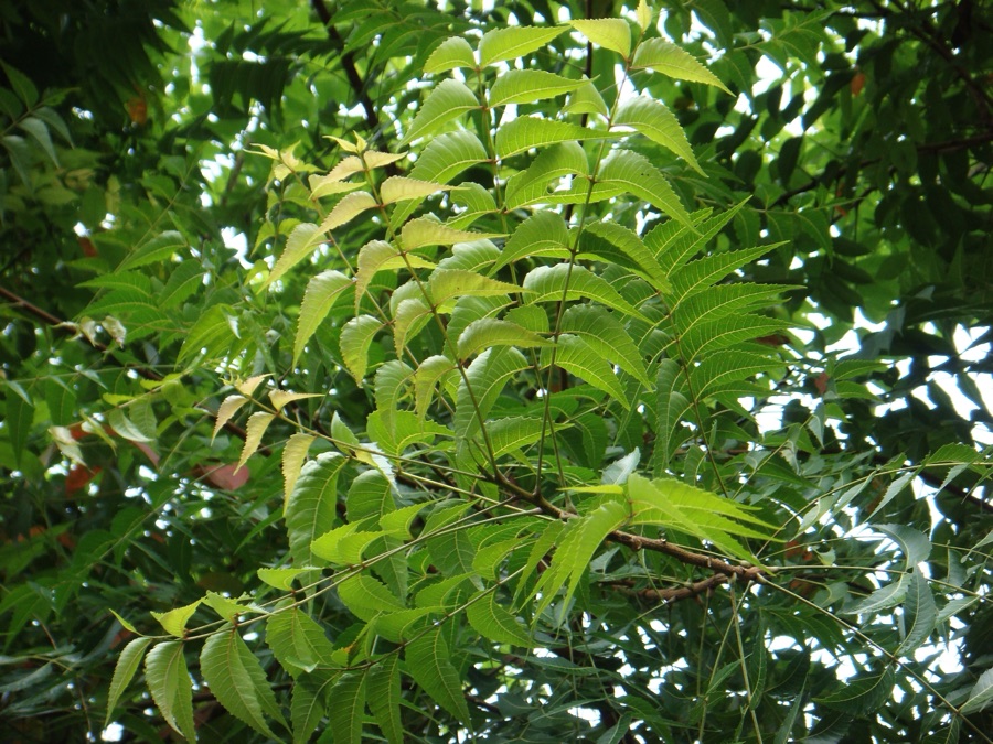 Nimba — ആര്യവേപ്പ്