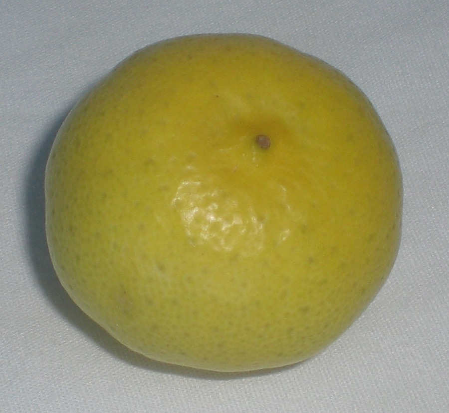 Nimbuka — Digital photo taken by Marc Averette. Tree-ripened en:key lime. Color is a bright yellow, unlike the more common green Persian limes.