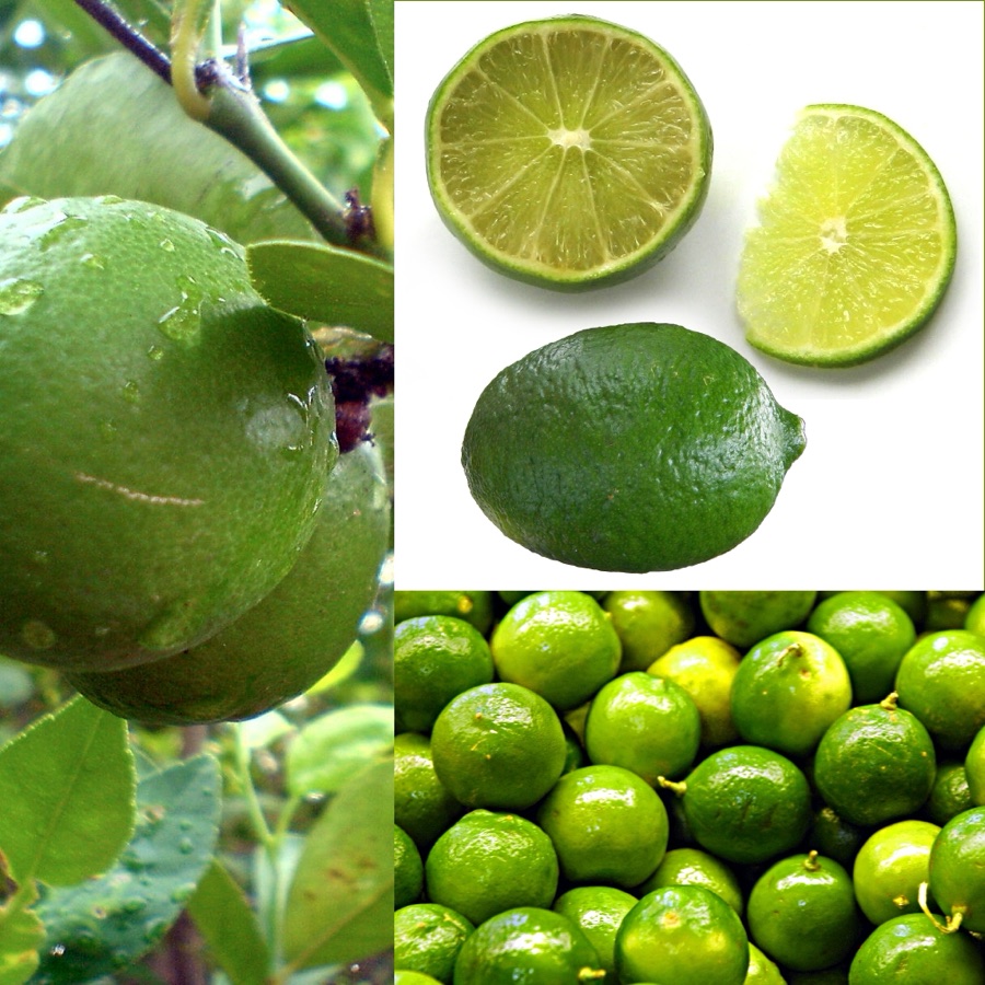 Nimbuka — Grafika podręcznika b:pl:Wikijunior:Owoce. Lima, limeta kwaśna (Citrus x aurantifolia).