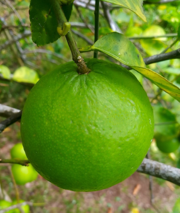 Nimbuka — Limon
