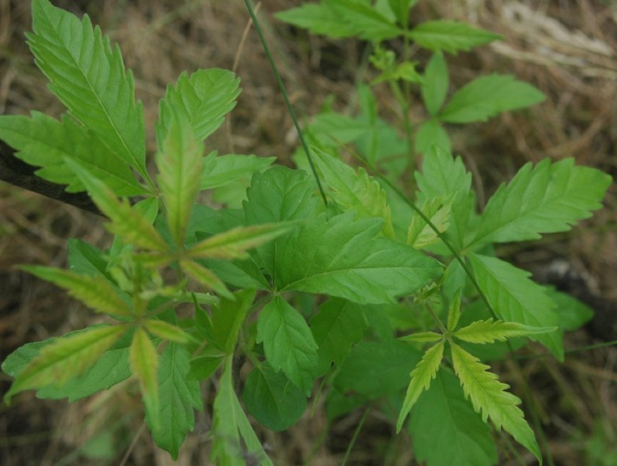 Nirgundi — Vitex negundo