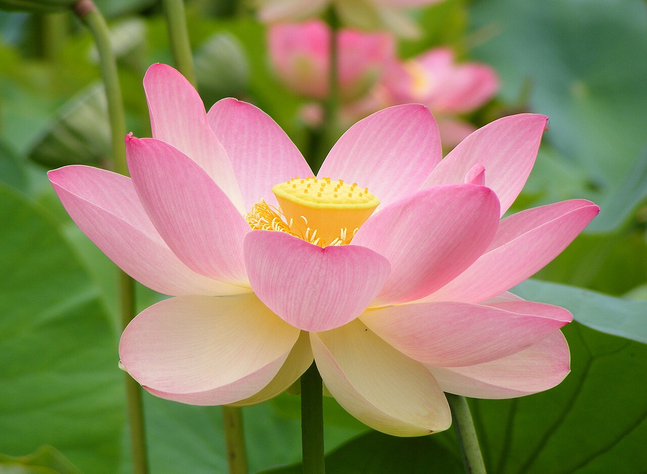 Padma — flower of Nelumbo nucifera at Botanic Garden, Adelaide, South Australia.