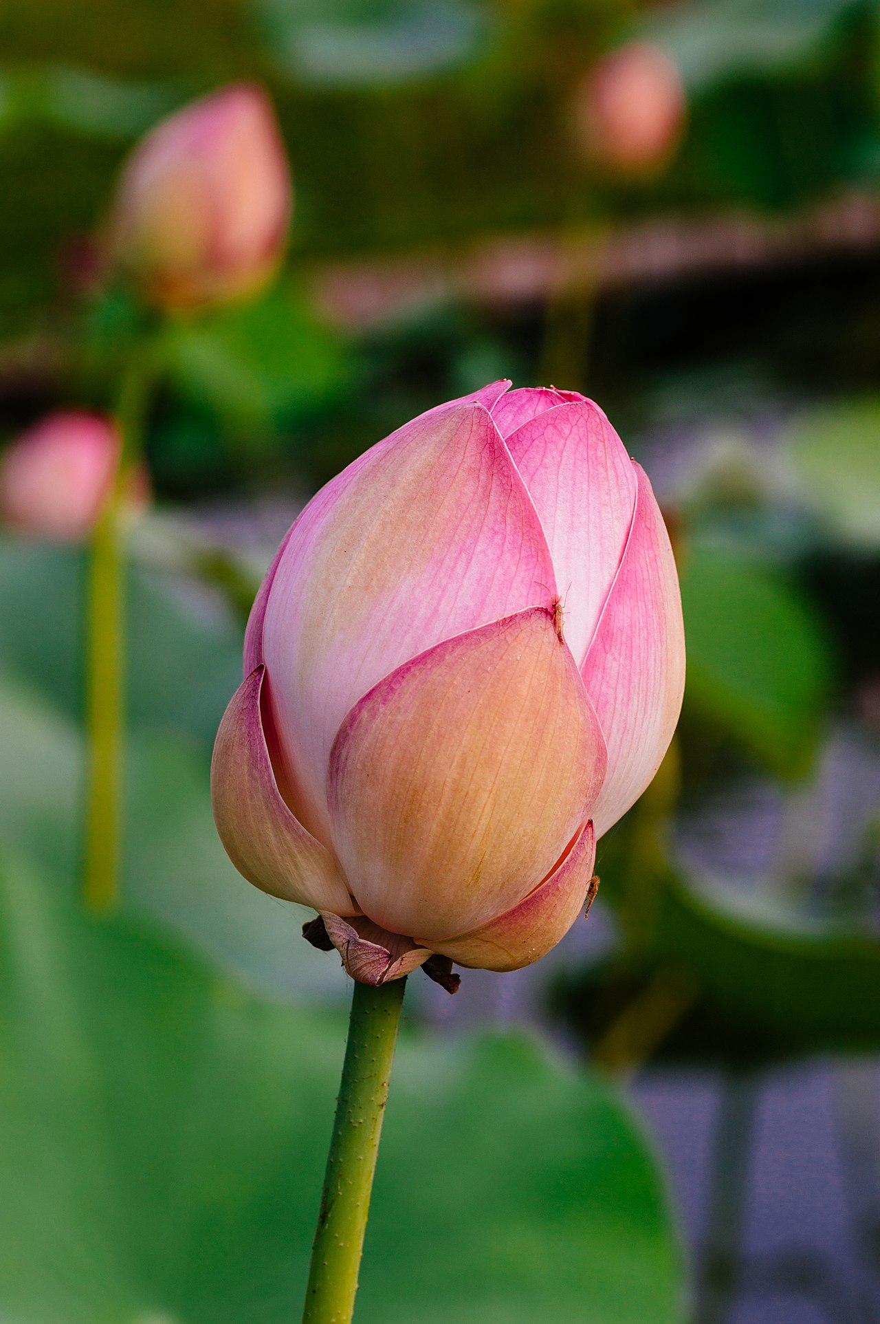 Padma — Nelumbo nucifera, also known as Indian lotus in bud stage (Image 7 of 7)