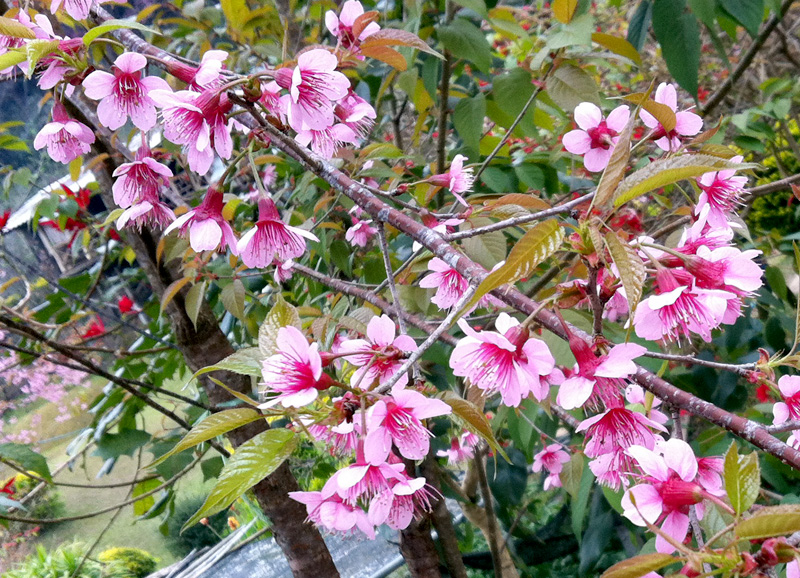 Padmaka — Prunus cerasoides from Khun Chang Khian, Chiang_Mai, Thailand.