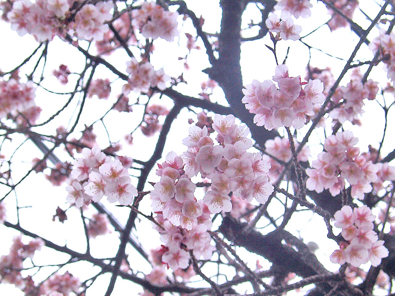 Padmaka — Prunus cerasoides