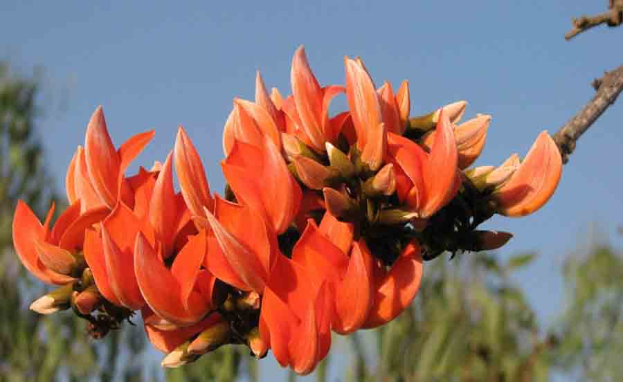 Palasha — Butea monosperma