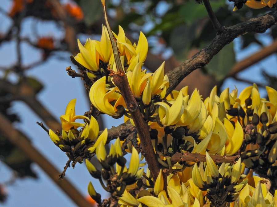 Palasha — Flame of the Forest flower, yellow.