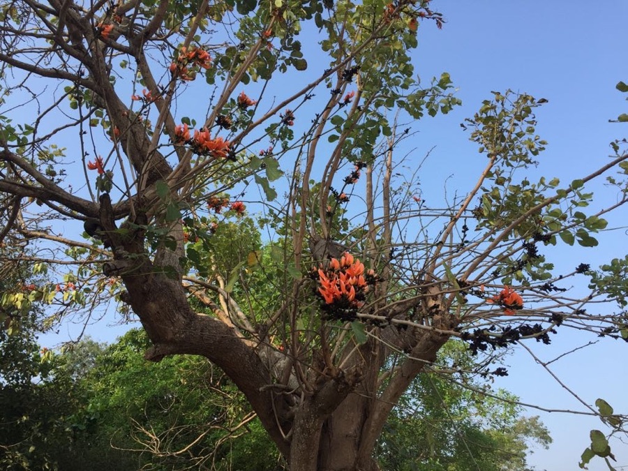 Palasha — Butea monosperma tree found in bahour ,puducherry India