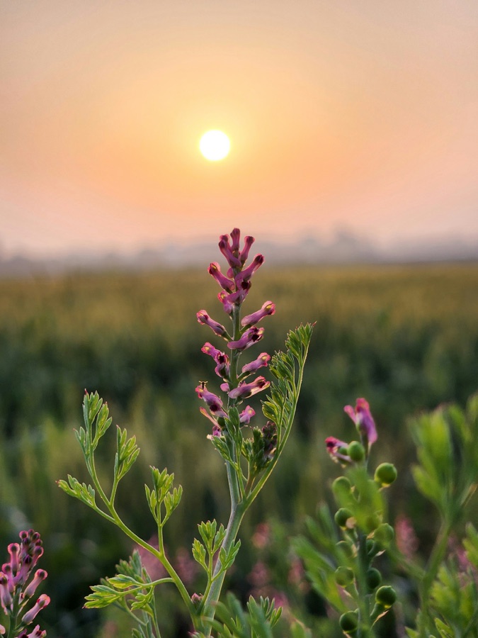 Parpata — A selective focus close-up shot of an Indian Fumitory (Fumaria indica) flower spike, locally known as Pitpapra, standing against a hazy sunset in a rural field in Bherian village near Pehowa, Haryana, India.