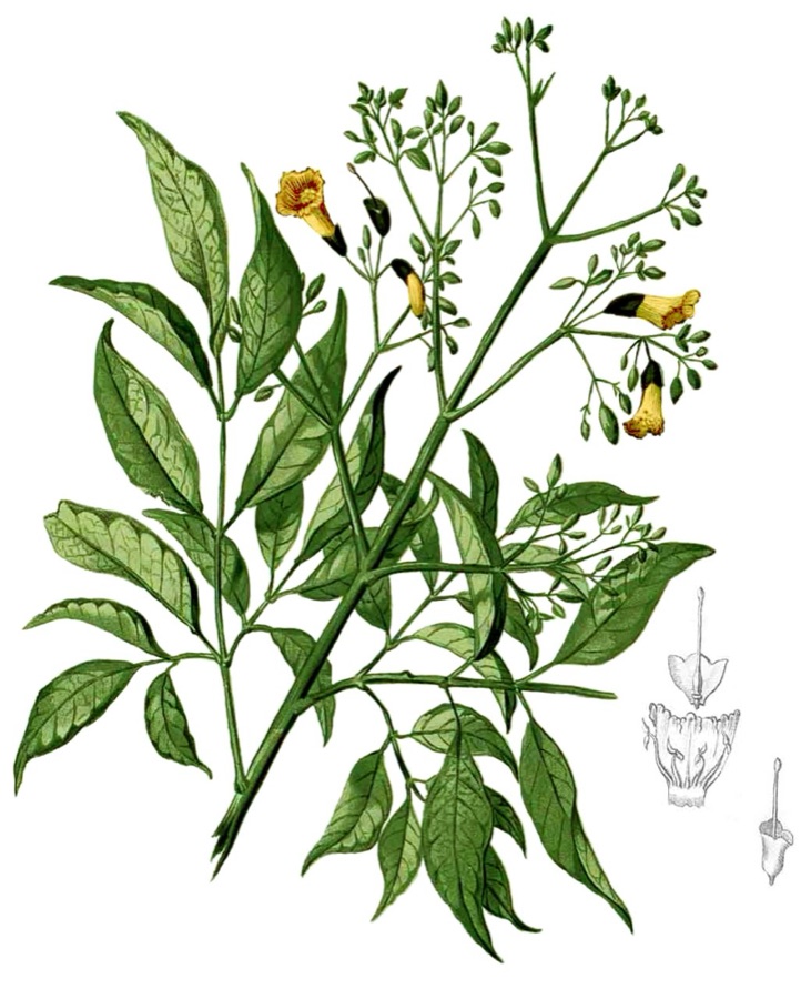 Patala — Plate from book