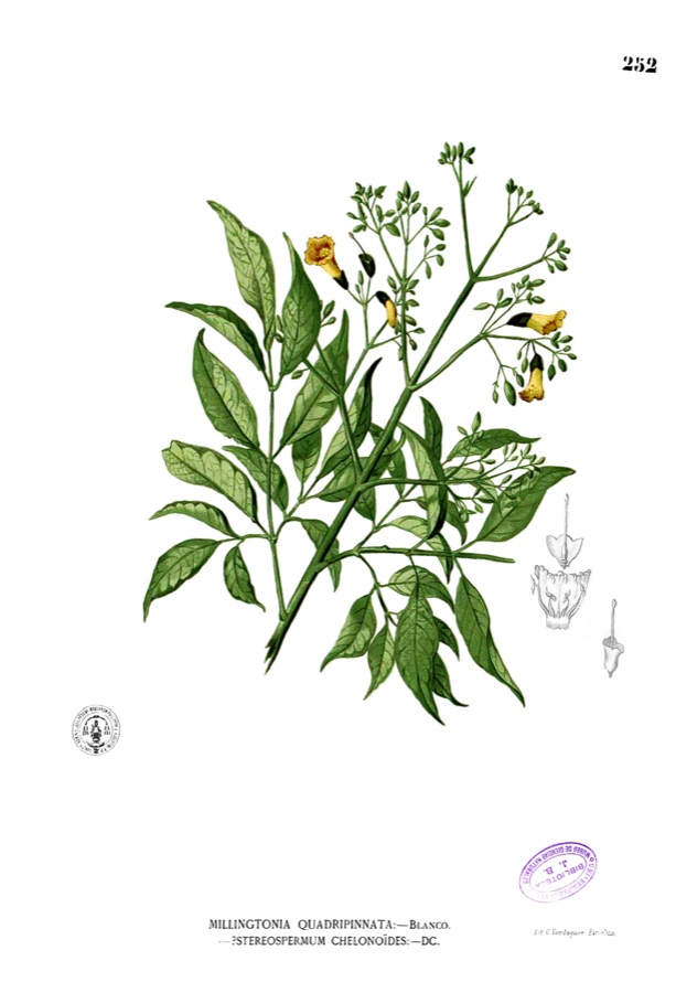 Patala — Plate from book