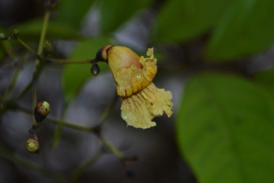 Patala — A tree belonging to the family Bignoniaceae Photo taken in Arsikere, Karnataka
