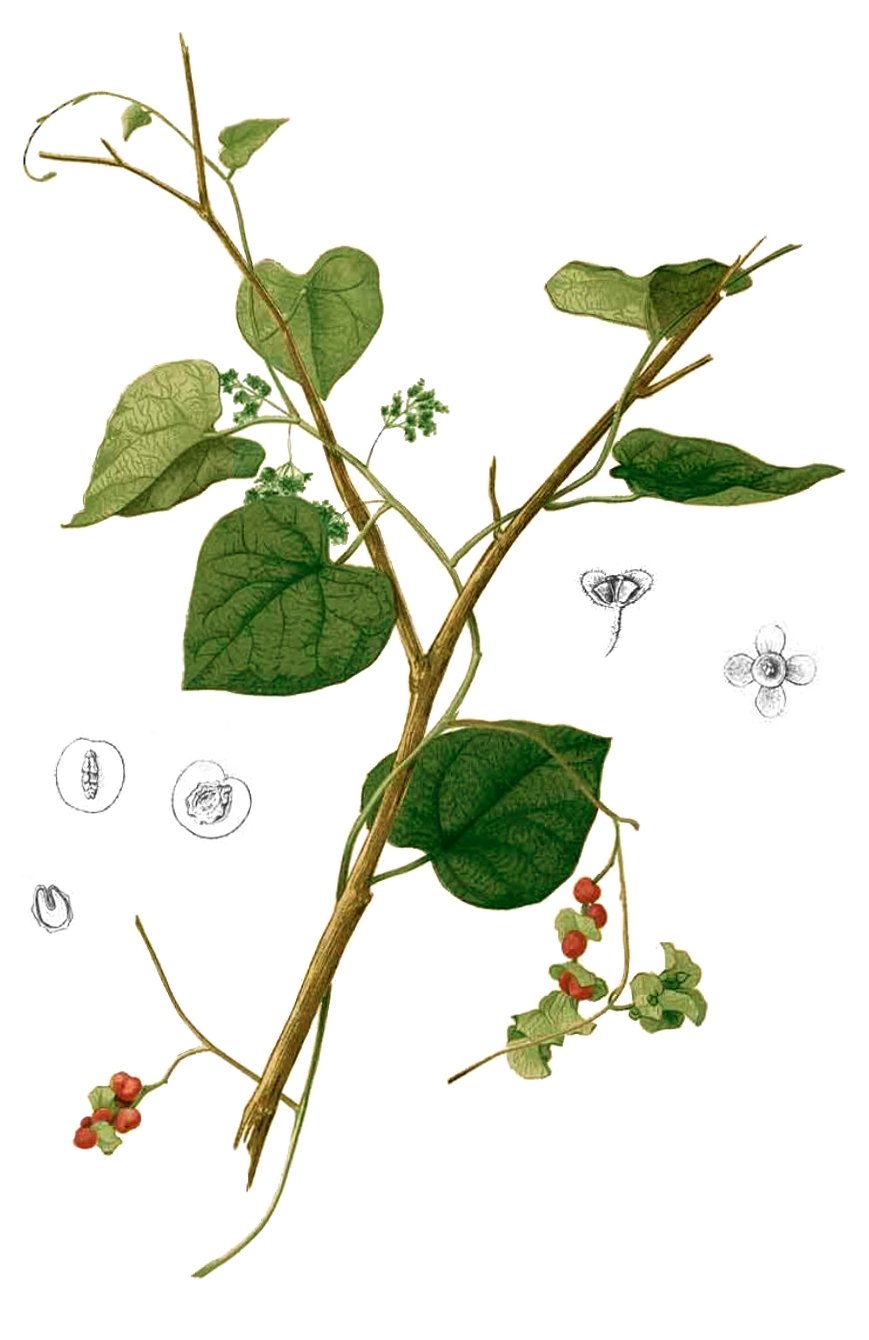 Patha — Plate from book