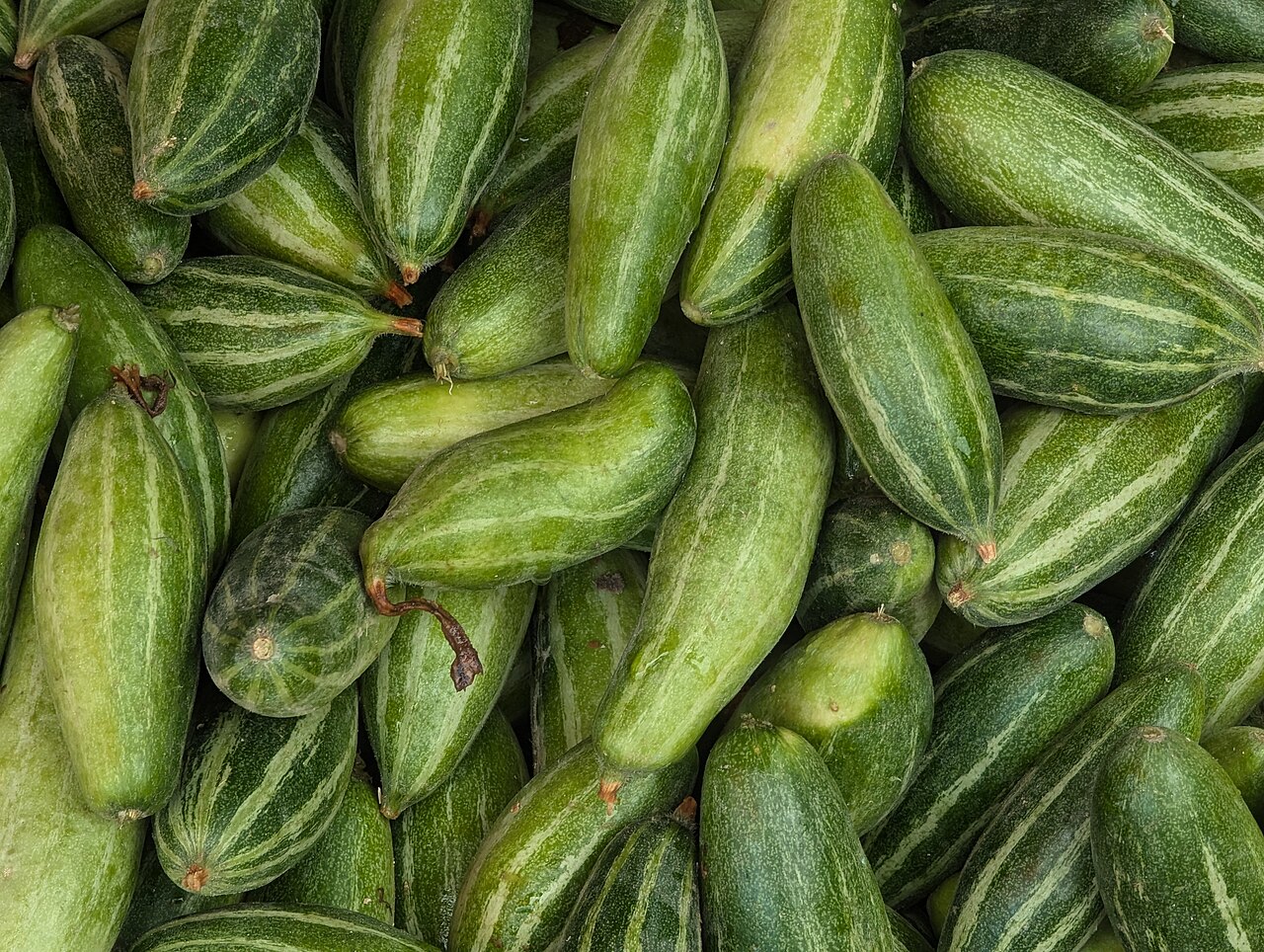 Patola — Trichosanthes dioica (fruit) or pointed gourd from Bangladesh