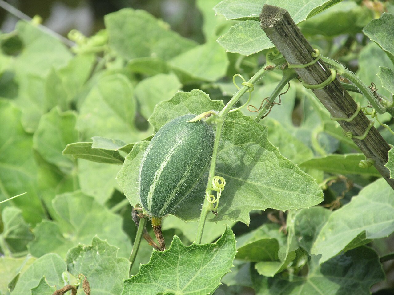 Patola — Trichosanthes dioica