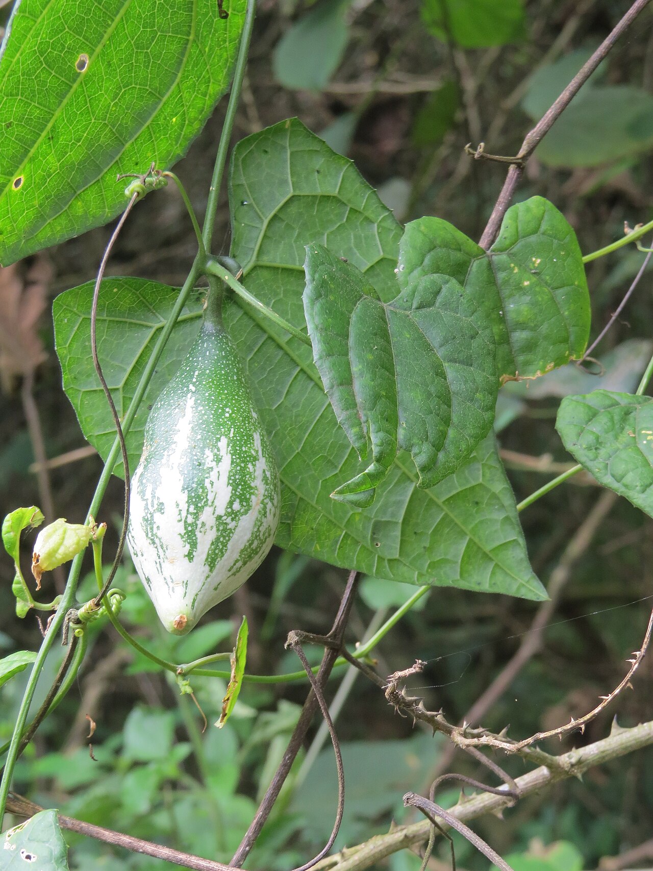 Patola — Photos from Iritty - Virajpet roadside