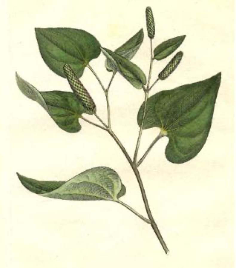 Pippali — Piper longum L.