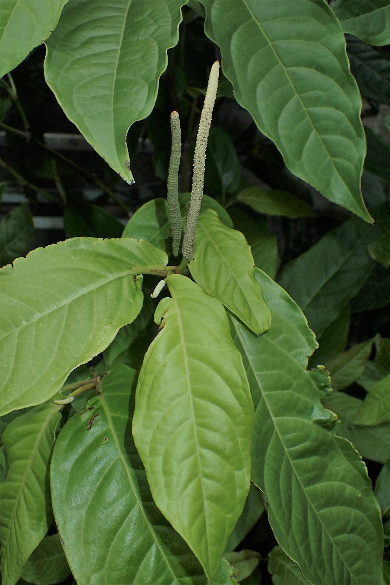 Pippalimula — Piper longum in Wrocław University Botanical Garden